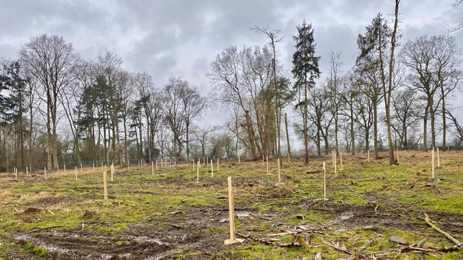 1200 trees planted at Horsepool wood at Ickworth Estate